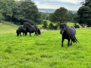 shetland ponies