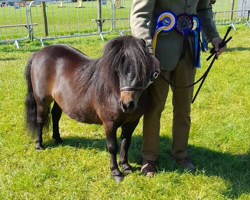 shetland pony devon show results