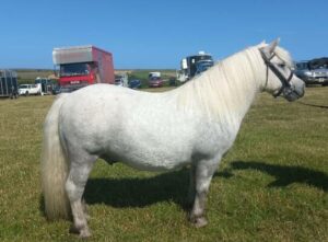 ridden shetland pony gelding for sale