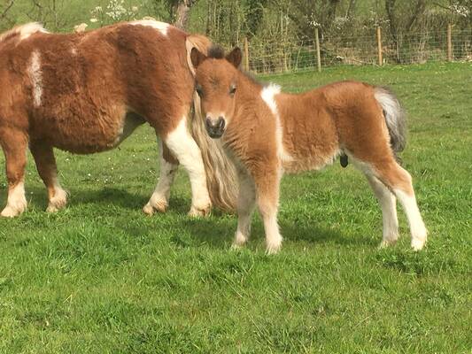 shetland pony foal