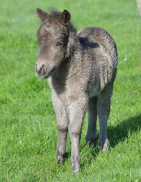 miniature shetland pony foal