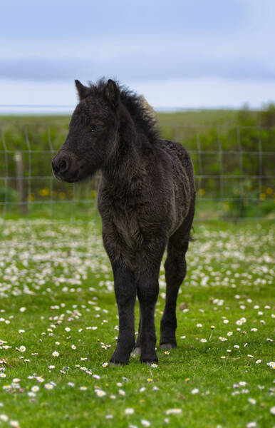 standard black shetland pony foal
