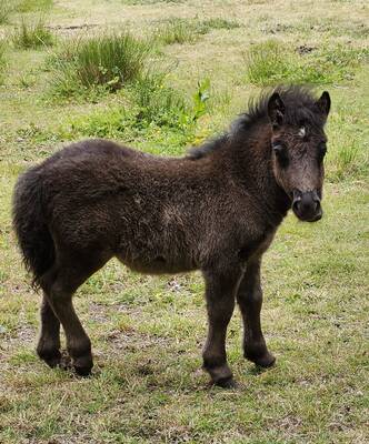 shetland pony foal