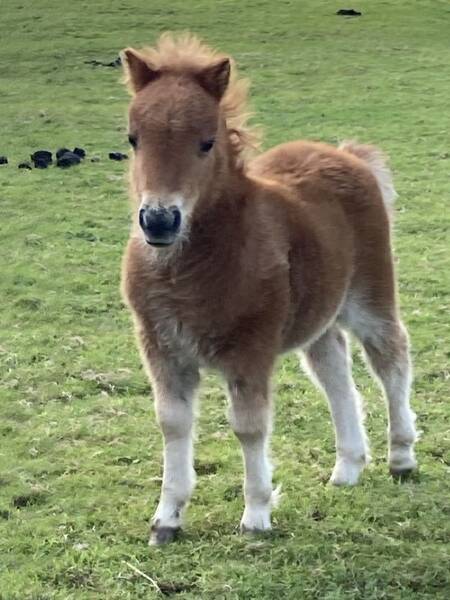 shetland pony foal