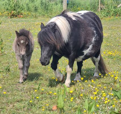 shetland pony mare for sale