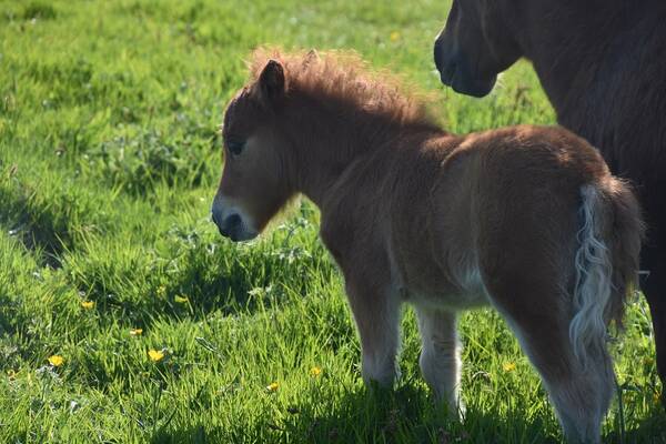 shetland pony foal