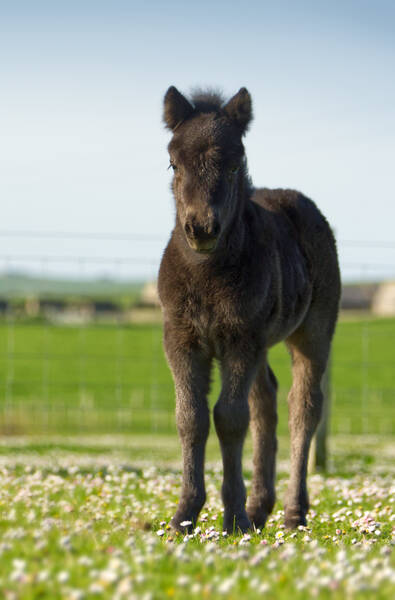black shetland pony foal