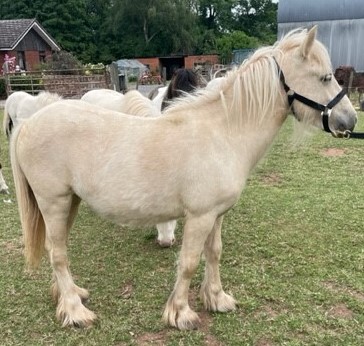 shetland pony for sale
