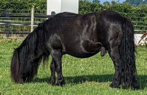 standard shetland pony