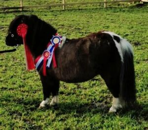 Mini shetland pony stud