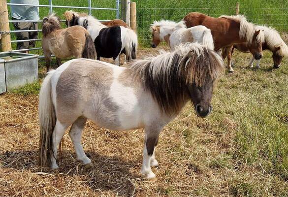 mini shetland pony for sale