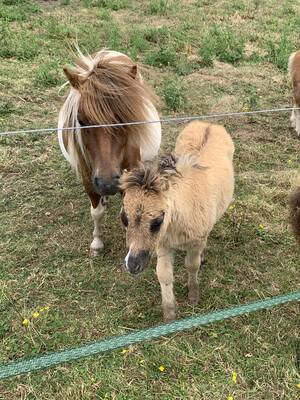 mini shetland pony foal