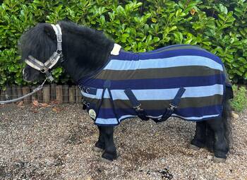 shetland pony rug