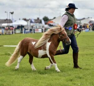 Shallochmill shetland pony