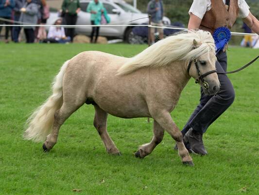 shetland pony show champion