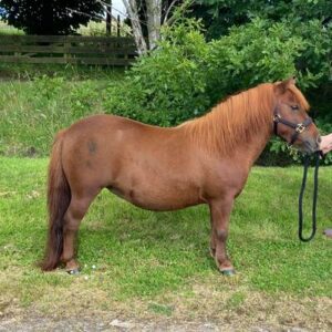 chestnut shetland pony for sale