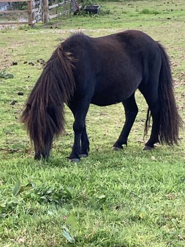 shetland pony gelding for sale