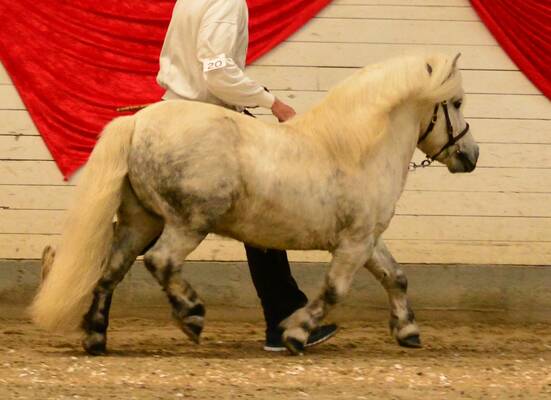 shetland pony stallion for sale