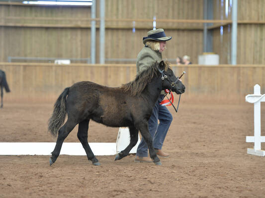 shetland pony foal