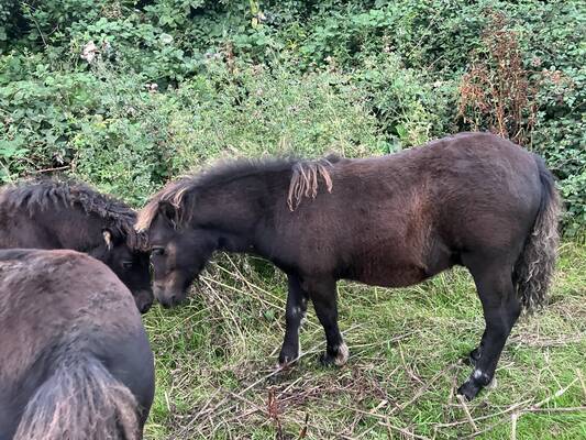 shetland pony filly foal