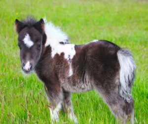 shetland ponies