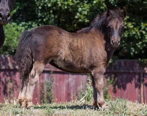 shetland pony foal