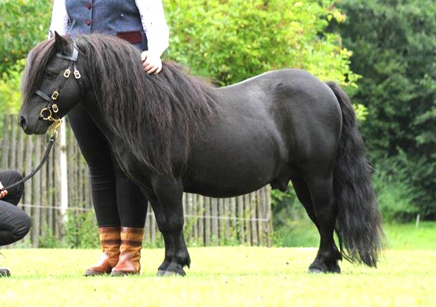 Shetland pony stallion for sale