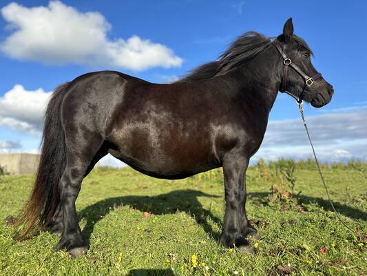 standard shetland pony for sale