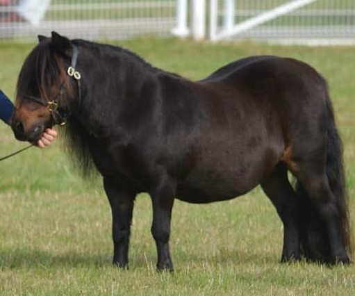 mini shetland pony