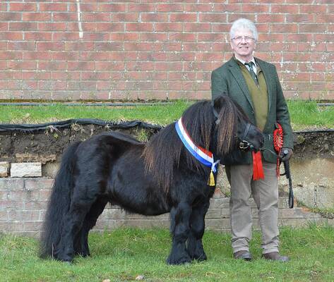 shetland pony