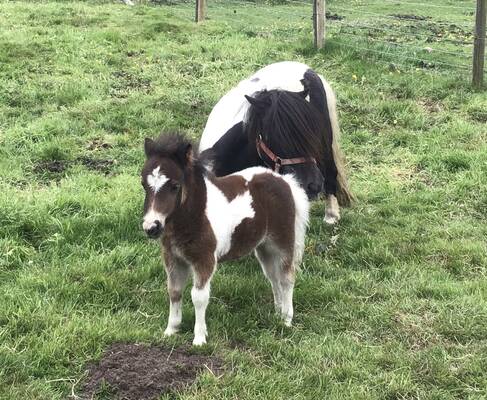 shetland pony foal