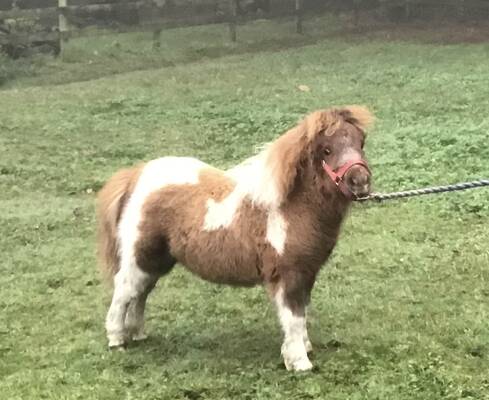 shetland pony miniature foal