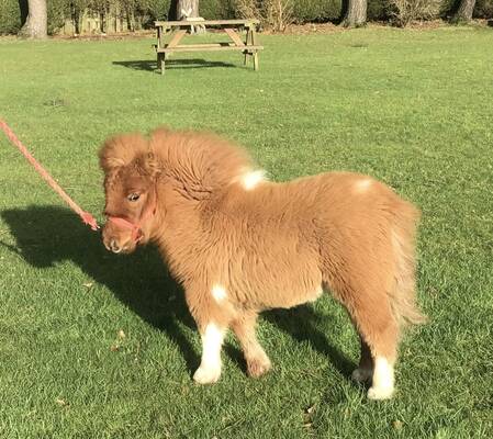 shetland pony foal