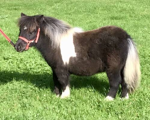 shetland ponies