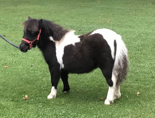 shetland pony