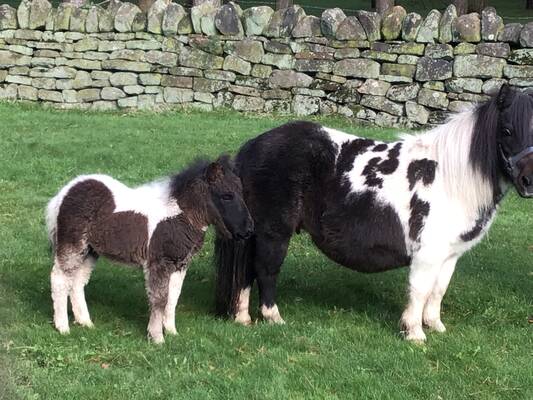 shetland pony