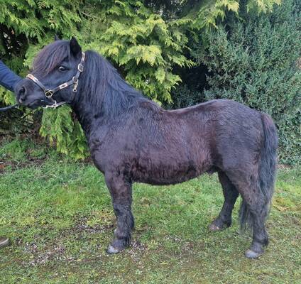 shetland pony colt for sale