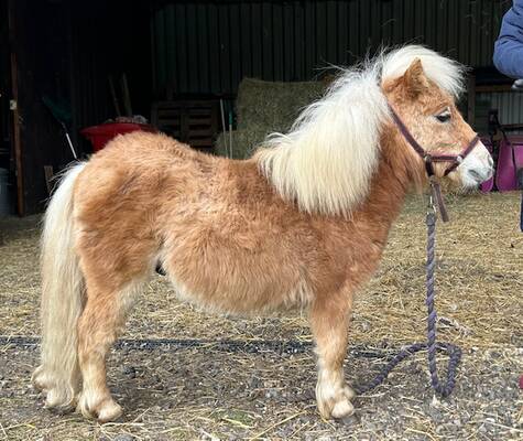 shetland pony colt for sale