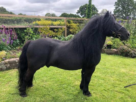 shetland pony stallion for sale