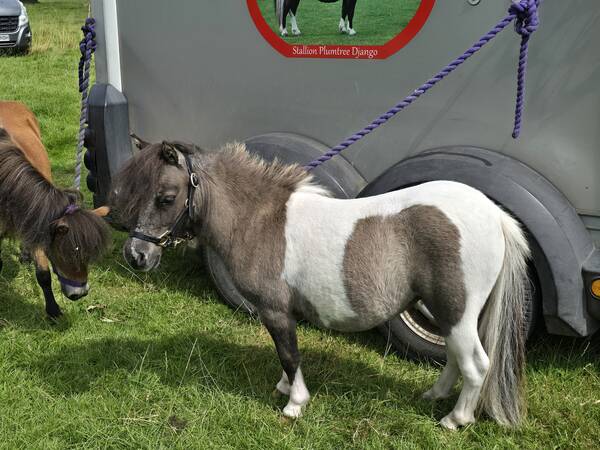 Little pony for sale deals