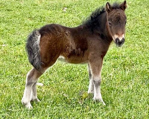 shetland pony foal