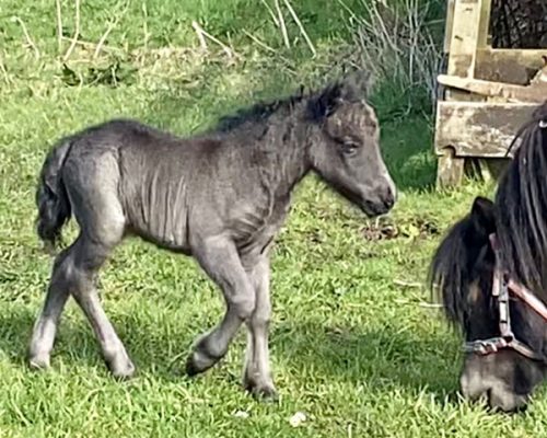 shetland pony foal