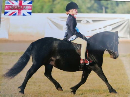 shetland pony news