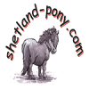 shetland-pony.com