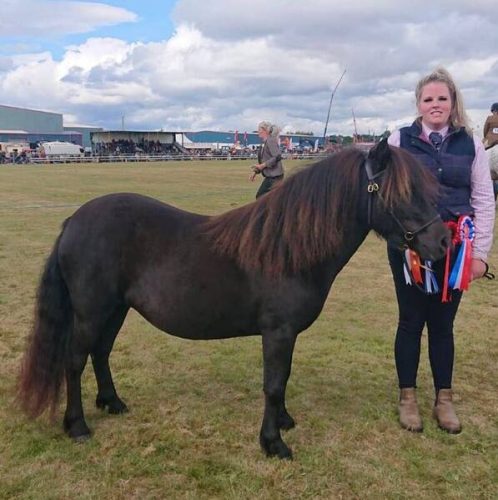 shetland pony news