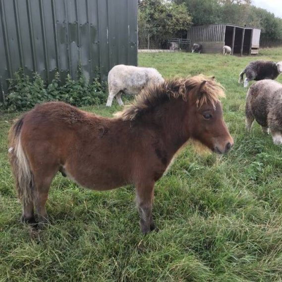 colt shetland pony foal for sale