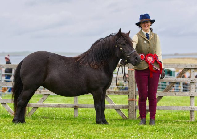 shetland pony news